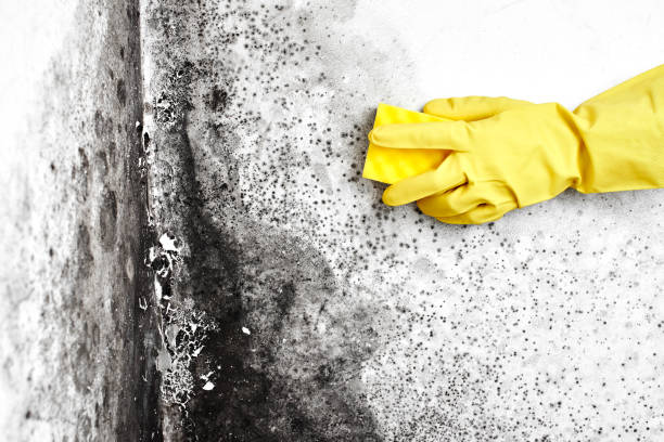 Best Industrial Mold Remediation  in Genola, UT