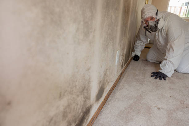 Best Dehumidification Services  in Genola, UT